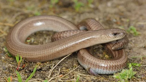 Loir-et-Cher : avec la chaleur, gare aux serpents