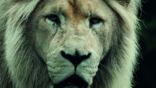Zoo de Jurques : le lion blanc Bamako est mort