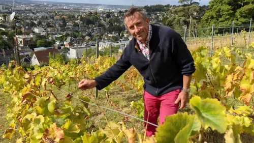 [PODCAST] Des vendanges sur les hauteurs de Rouen