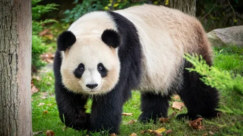 Saint-Aignan : record de fréquentation au ZooParc de Beauval