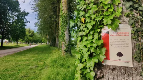 Le Mans : les peupliers de la promenade Newton, condamnés ?