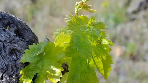 A Blois, on tente de réveiller le passé viticole du secteur des...