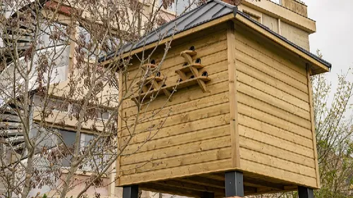 A Alençon, trois pigeonniers contraceptifs face à la surpopulation