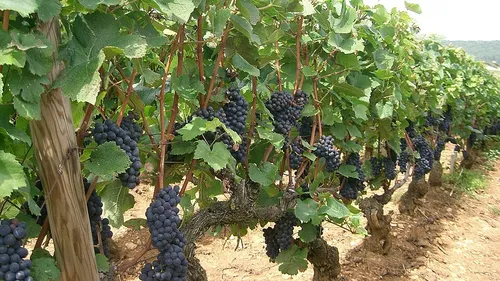 Des vendanges précoces pour les vins du Berry
