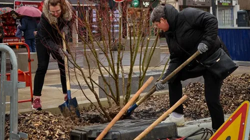 Vernon : une quinzaine d'arbres plantés place Barette