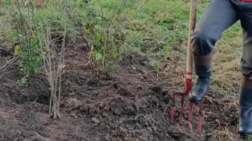 Arnage : un appel citoyen pour planter une haie