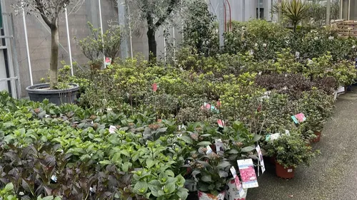 [PODCAST] Nos jardins face au défi de la sécheresse