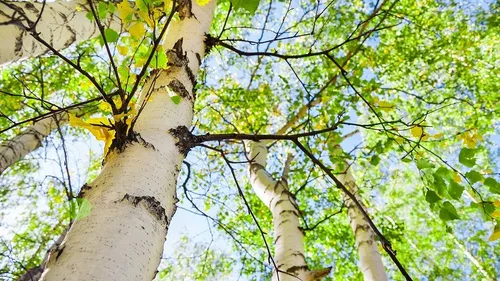 Des alertes "pollution au pollen" lancées par Lig’Air