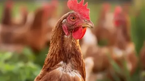 Influenza aviaire : un élevage du Cher touché par le virus