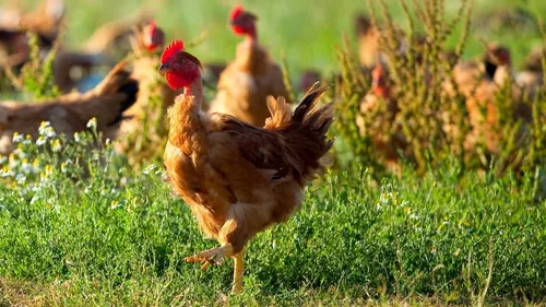 Influenza aviaire : cas confirmé à Mézidon-Canon