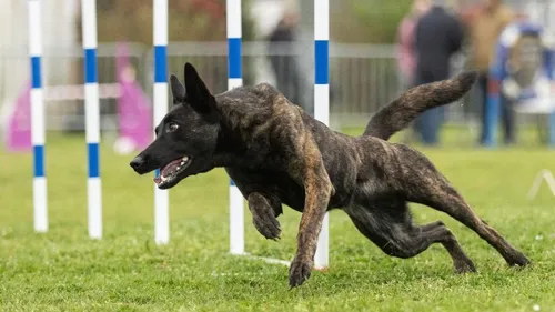 Près de Lisieux, environ 180 chiens vont se disputer la victoire...