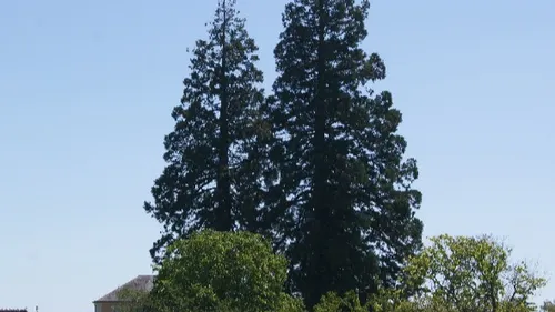 Ecommoy : une pétition pour défendre les séquoias géants