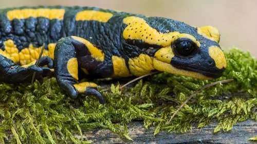 A Chambord, on compte sur le loto de la biodiversité