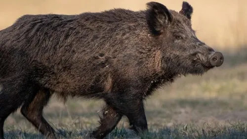 Chasseur tué à Verrières : la battue au sanglier était illégale