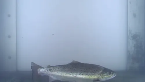 Pont-Audemer : une truite de mer remonte la Risle dès le mois d'avril
