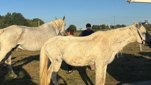 Chevaux maltraités : après le sauvetage, l'appel à la solidarité