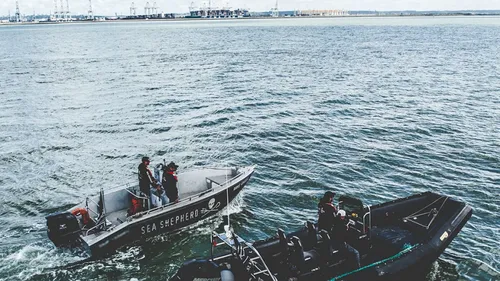 Baleine dans la Seine : Sea Sheperd stoppe ses recherches