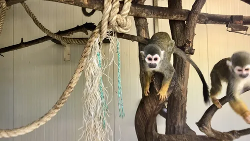 Sarthe : le zoo de Pescheray a rouvert ses portes 