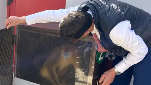 Les singes dorés visibles par le public de Beauval à partir de ce...