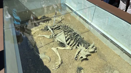 [PODCAST] La découverte du squelette de la légendaire Velue