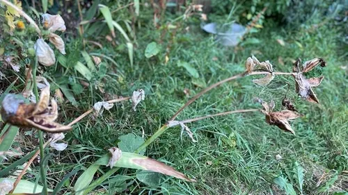 Canicule : le troisième épisode prendra fin dimanche