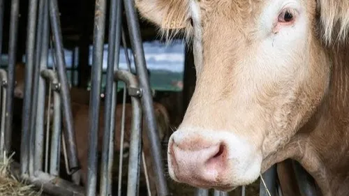 Dermatose bovine : "Tout animal acheté doit passer par une...