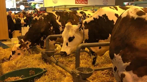 Est-ce qu'il y a trop de vaches en France ?