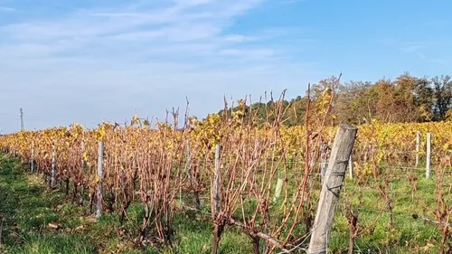 Brinay : la justice dit oui au parc photovoltaïque dans le vignoble