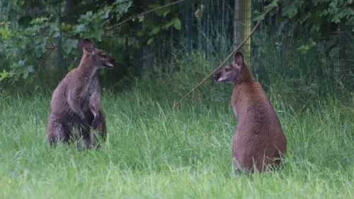 Cinq wallabys sont arrivés au Refuge de L'Arche