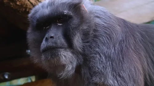 Amy et Wasco, les nouveaux pensionnaires du Refuge de L'Arche