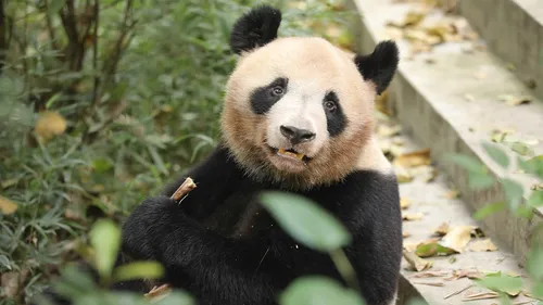 Beauval : des nouvelles de Yuan Meng, parti en Chine