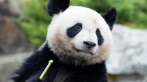 ZooParc de Beauval : inscriptions ouvertes pour la course solidaire