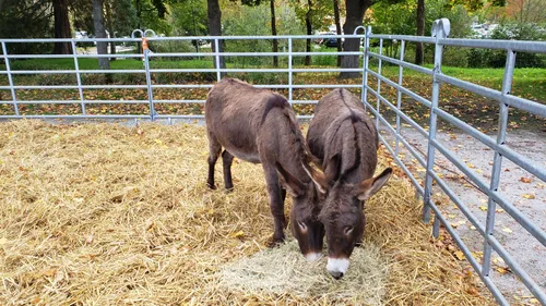 Il faut sauver l’âne normand !
