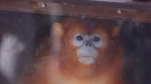 Arrivée en grande pompe au "ZooParc de Beauval" pour les singes dorés