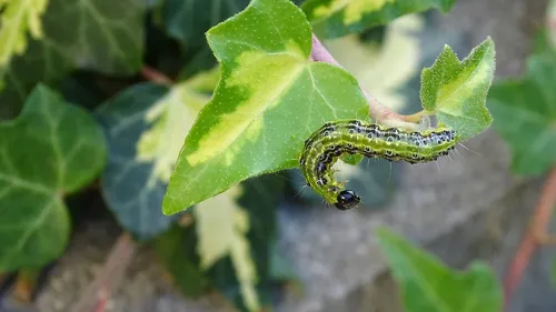 Une invasion de chenilles nécessite la fermeture du parc de Clères 