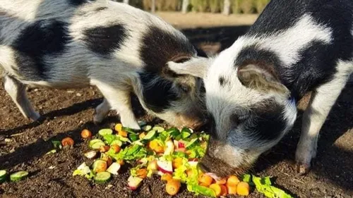 Calvados : son cochon disparaît, une famille lance un appel