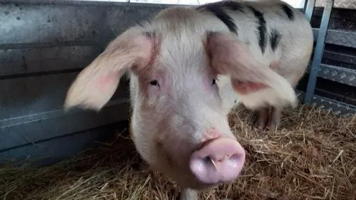 Le Mans : la truie Samantha remporte le premier prix au Salon de...