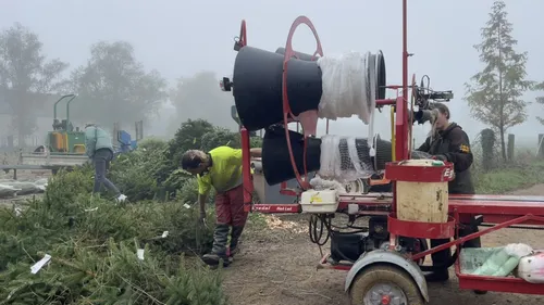 Calvados : la coupe des sapins de Noël a débuté