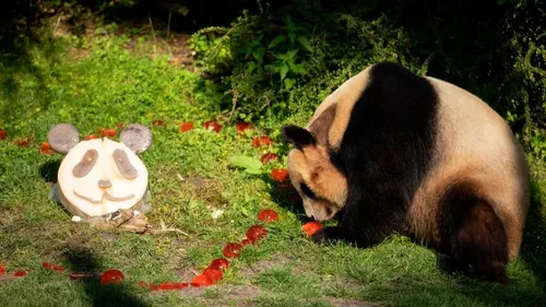 Beauval : on pourra dire au revoir à Yuan Meng avant son départ en...