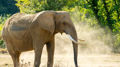 [PODCAST] Une aire de retraite pour éléphants en Normandie