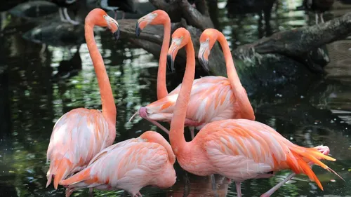 Val-de-Reuil : bientôt des flamants roses à Biotropica