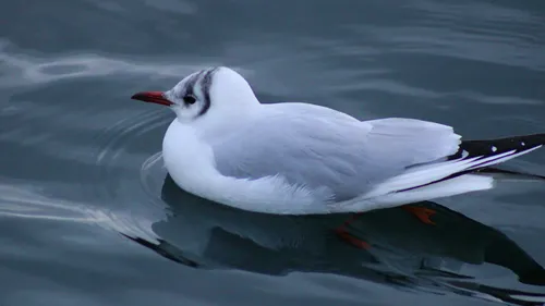 Grippe aviaire : un nouveau cas détecté dans l’Eure