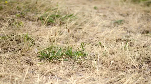 Centre-Val-de-Loire : sécheresse en vue