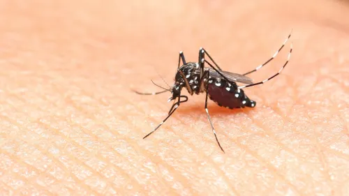 Centre-Val-de-Loire : le moustique tigre est-il présent dans votre...