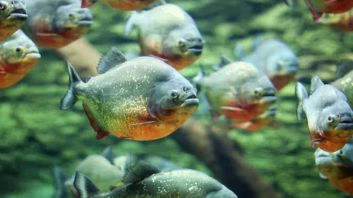 Le plus grand banc de piranhas de France à Biotropica