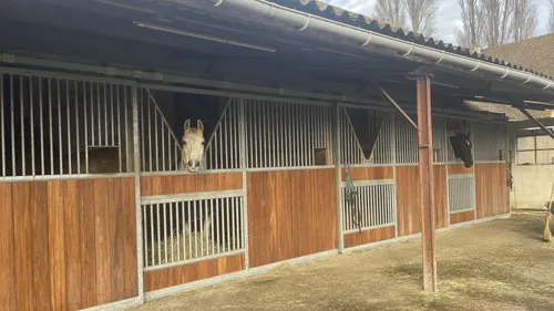 Normandie : faut-il s’inquiéter de cette épidémie de rhinopneumonie...