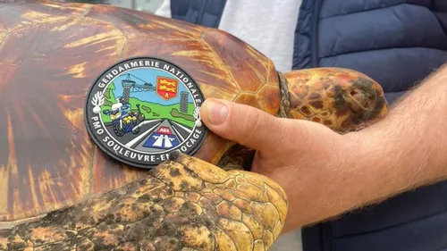 Une tortue marine retrouvée en plein bocage normand