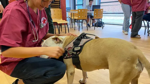 Rouen : des consultations vétérinaires gratuites pour les animaux...