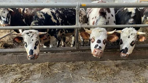 Ces vaches boivent du cidre et écoutent de la musique classique
