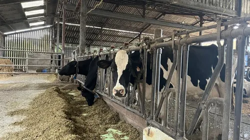 Sans collecteur de lait, des éleveurs de l'ouest pourraient arrêter...